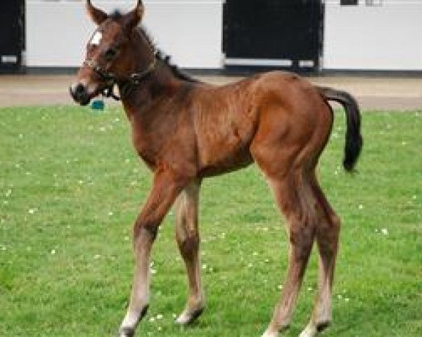 horse Spirit Of Fantasy xx (Thoroughbred, 2011, from Manduro xx)