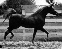 broodmare Romanaa II 1963 EAO (Arabian thoroughbred, 1963, from Sameh 1945 RAS)