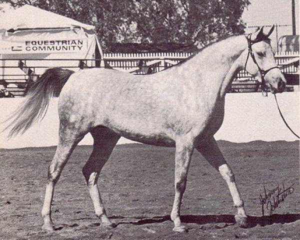 broodmare Dalia 1968 EAO (Arabian thoroughbred, 1968, from Morafic 1956 EAO)