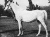 broodmare Bukra 1942 RAS (Arabian thoroughbred, 1942, from Shahloul 1931 RAS)