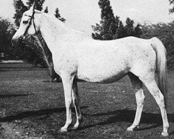 broodmare Bukra 1942 RAS (Arabian thoroughbred, 1942, from Shahloul 1931 RAS)