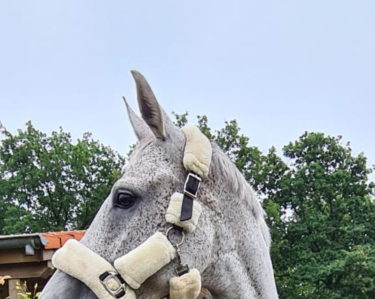 dressage horse Beautiful Mind JP (Westphalian, 2013, from Bordeaux 28)