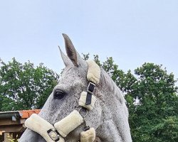 dressage horse Beautiful Mind JP (Westphalian, 2013, from Bordeaux 28)