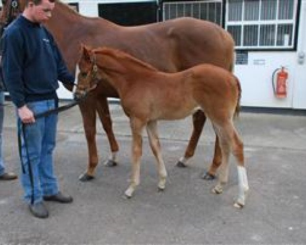 Pferd Nexium xx (Englisches Vollblut, 2011, von Naaqoos xx)