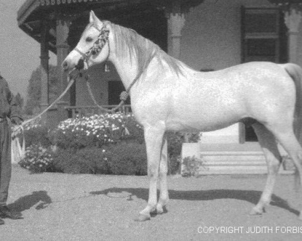 stallion Sameh 1945 RAS (Arabian thoroughbred, 1945, from El Moez 1934 RAS)