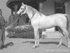 stallion Sameh 1945 RAS (Arabian thoroughbred, 1945, from El Moez 1934 RAS)