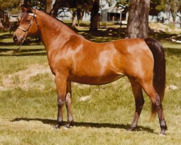 broodmare Ansata Bint Misr EAO (Arabian thoroughbred, 1966, from Sameh 1945 RAS)