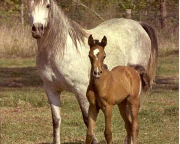 broodmare Ansata Delilah 1972 ox (Arabian thoroughbred, 1972, from Ansata Shah Zaman 1968 ox)