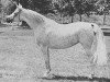 broodmare Ansata Bint Mabrouka 1958 EAO (Arabian thoroughbred, 1958, from Nazeer 1934 RAS)