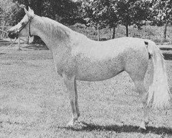 broodmare Ansata Bint Mabrouka 1958 EAO (Arabian thoroughbred, 1958, from Nazeer 1934 RAS)