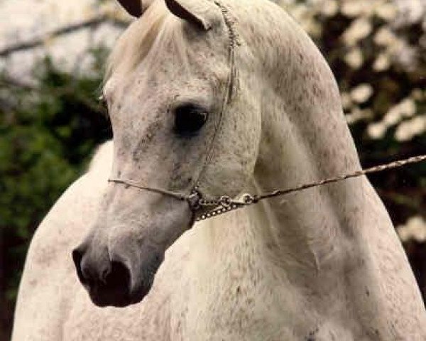 stallion Ansata Ibn Sudan ox (Arabian thoroughbred, 1965, from Ansata Ibn Halima 1958 EAO)