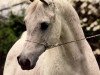 stallion Ansata Ibn Sudan ox (Arabian thoroughbred, 1965, from Ansata Ibn Halima 1958 EAO)