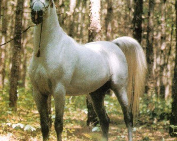 stallion Ansata Imperial 1976 ox (Arabian thoroughbred, 1976, from Ansata Ibn Sudan ox)