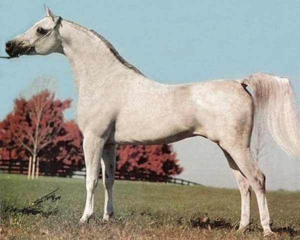 stallion Imperial Imdal 1982 EAO (Arabian thoroughbred, 1982, from Ansata Imperial 1976 ox)