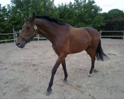 dressage horse Very Beautifull (KWPN (Royal Dutch Sporthorse), 2002)