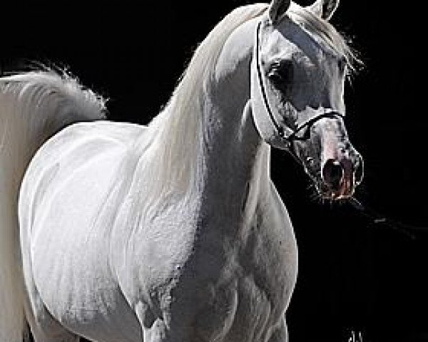 stallion Laheeb 1996 EAO (Arabian thoroughbred, 1996, from Imperial Imdal 1982 EAO)