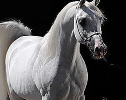 stallion Laheeb 1996 EAO ox (Arabian thoroughbred, 1996, from Imperial Imdal 1982 EAO)