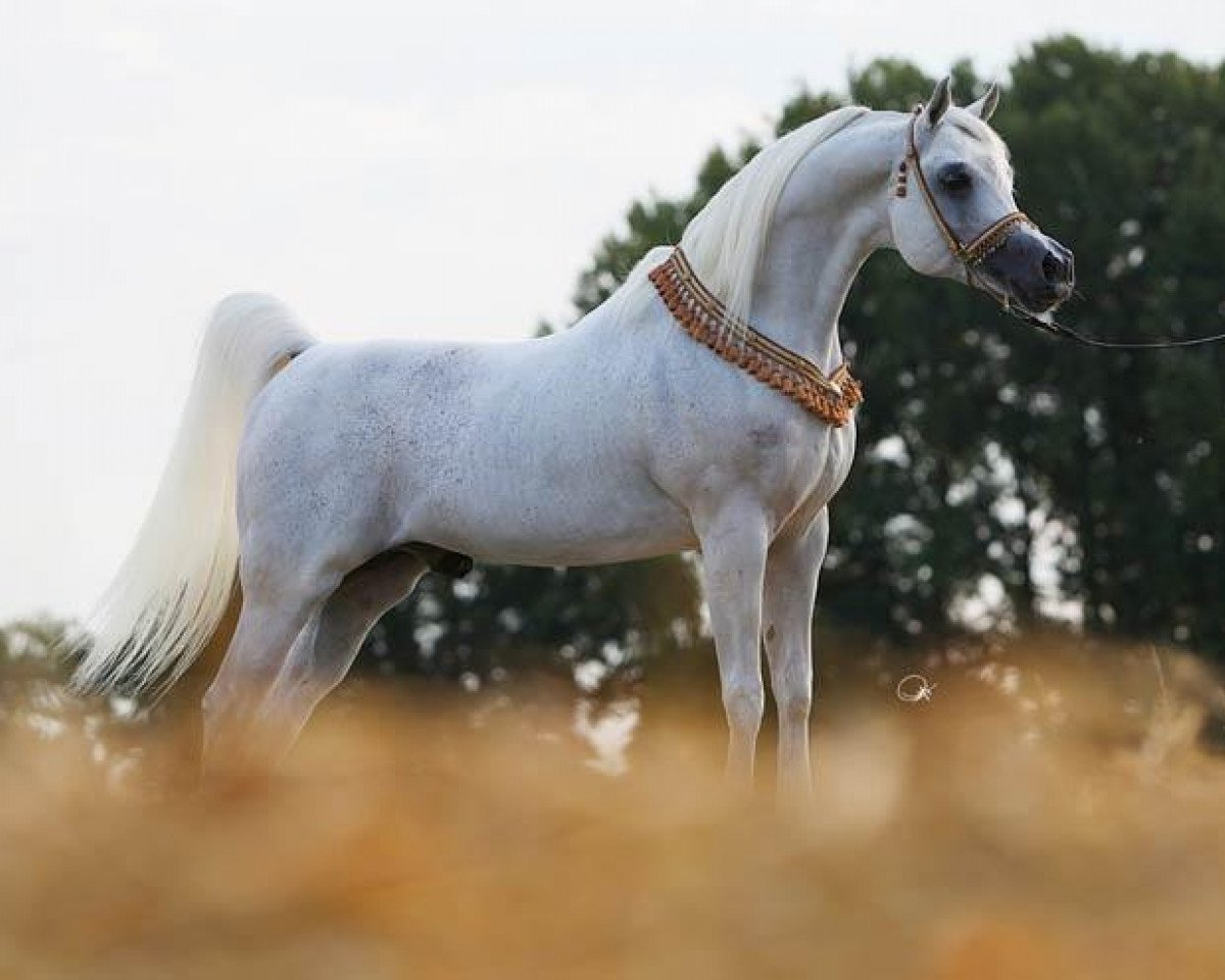 stallion Al Lahab 1999 EAO (Arabian purebred, 1999, from Laheeb 1996 EAO ox)