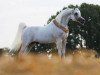 stallion Al Lahab 1999 EAO (Arabian thoroughbred, 1999, from Laheeb 1996 EAO)