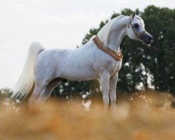 stallion Al Lahab 1999 EAO (Arabian thoroughbred, 1999, from Laheeb 1996 EAO ox)