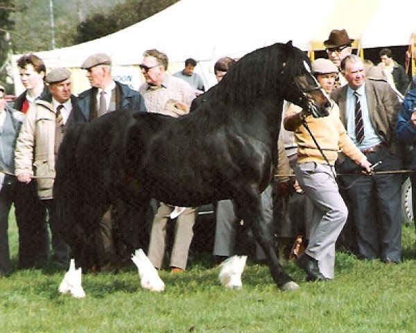 stallion Carless Rupert (Welsh-Cob (Sek. C), 1982, from Hewid Cardi)
