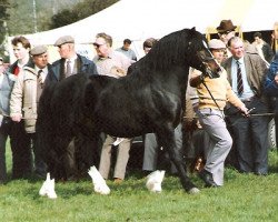 Deckhengst Carless Rupert (Welsh-Cob (Sek. C), 1982, von Hewid Cardi)