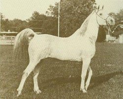 stallion Faaris 1954 ox (Arabian thoroughbred, 1954, from Fa-Serr ox)