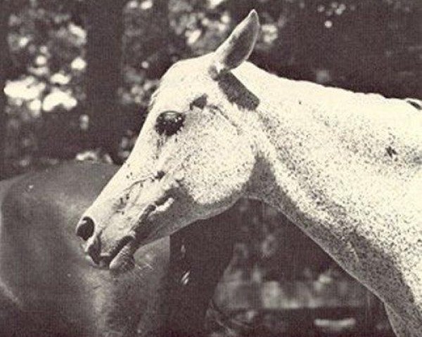 broodmare Fay Roufa 1939 ox (Arabian thoroughbred, 1939, from Fay El Dine 1934 ox)