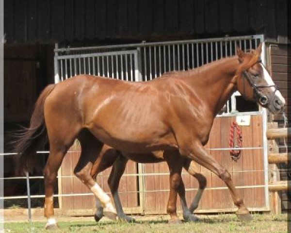 broodmare Sheila 216 (German Riding Pony, 1994, from Lerathos Ibn Leandra ox)