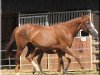 broodmare Sheila 216 (German Riding Pony, 1994, from Lerathos Ibn Leandra ox)