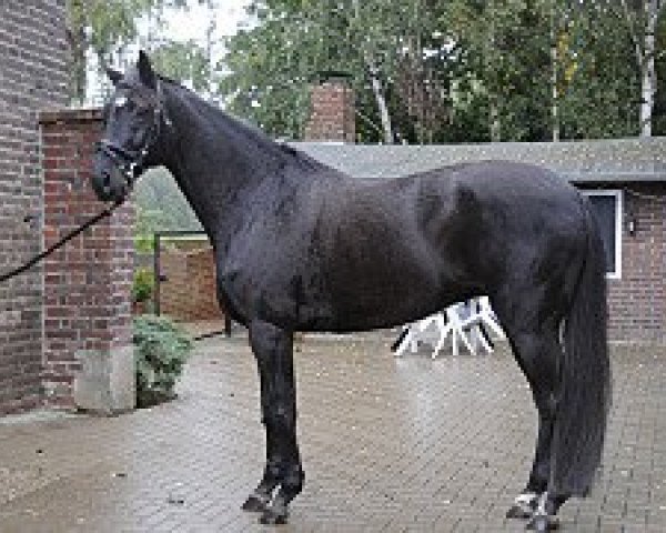 dressage horse Fabiano 69 (Westphalian,  )