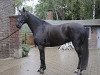 dressage horse Fabiano 69 (Westphalian,  )