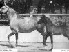 broodmare Fay Negma 1938 ox (Arabian thoroughbred, 1938, from Fay El Dine 1934 ox)