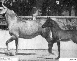 broodmare Fay Negma 1938 ox (Arabian thoroughbred, 1938, from Fay El Dine 1934 ox)