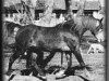 stallion Fa Turf 1952 ox (Arabian thoroughbred, 1952, from Fadl 1930 RAS)