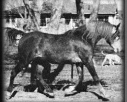 stallion Fa Turf 1952 ox (Arabian thoroughbred, 1952, from Fadl 1930 RAS)