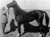 broodmare Bint el Bahrein 1898 ox (Arabian thoroughbred, 1898)