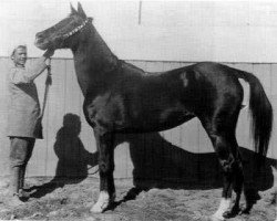 broodmare Bint el Bahrein 1898 ox (Arabian thoroughbred, 1898)