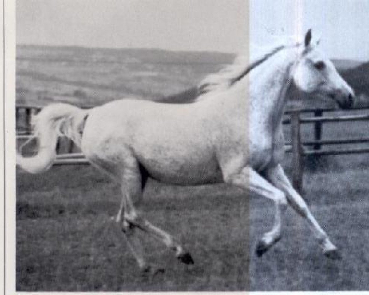Zuchtstute Shar Zarqa 1966 ox (Vollblutaraber, 1966, von Negem ox)