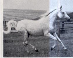 broodmare Shar Zarqa 1966 ox (Arabian thoroughbred, 1966, from Negem ox)