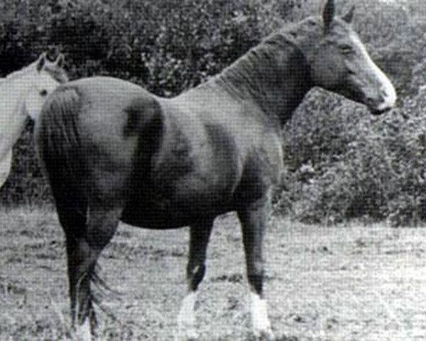 broodmare Hamasa 1972 ox (Arabian thoroughbred, 1972, from Hadban Enzahi 1952 EAO)