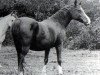 broodmare Hamasa 1972 ox (Arabian thoroughbred, 1972, from Hadban Enzahi 1952 EAO)