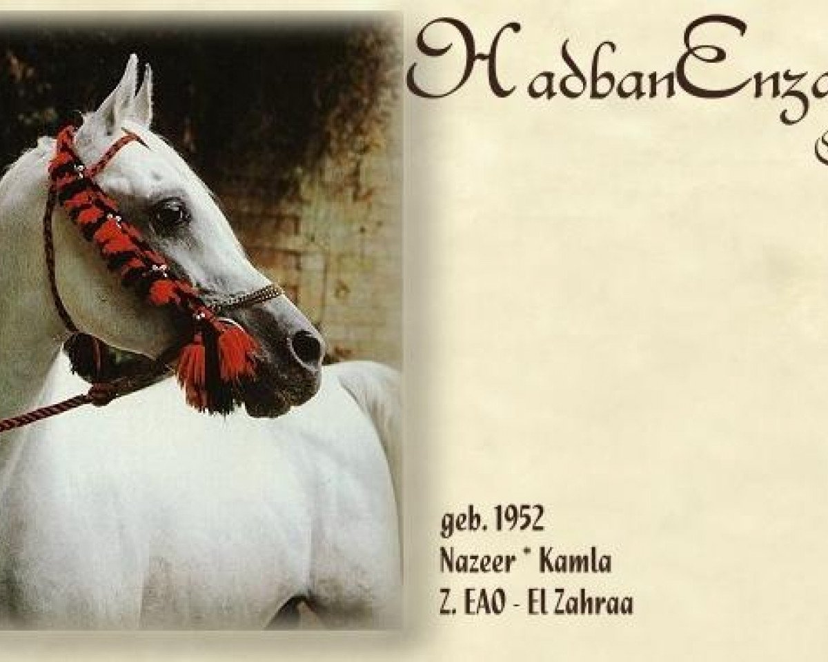 stallion Hadban Enzahi 1952 EAO (Arabian purebred, 1952, from Nazeer 1934 RAS)