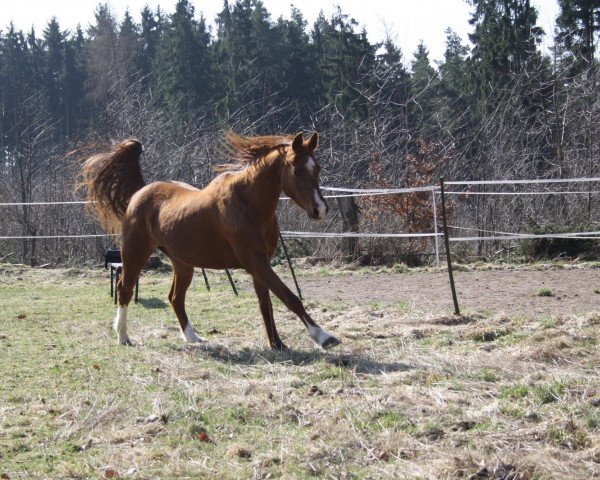 Pferd Mouthage's Virginia (Welsh Partbred, 1993, von Kooihuster Teake)