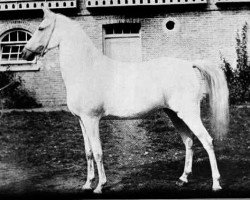 broodmare Basilisk 1876 RAS (Arabian purebred, 1876)