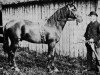 stallion Pharaoh 1876 DB (Arabian thoroughbred, 1876)