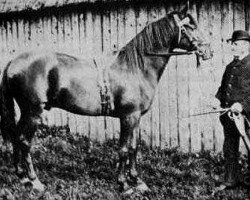 stallion Pharaoh 1876 DB (Arabian purebred, 1876)
