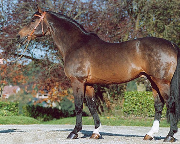 Pferd Qredo de Paulstra (Selle Français, 1982, von Galoubet A)