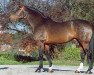 horse Qredo de Paulstra (Selle Français, 1982, from Galoubet A)