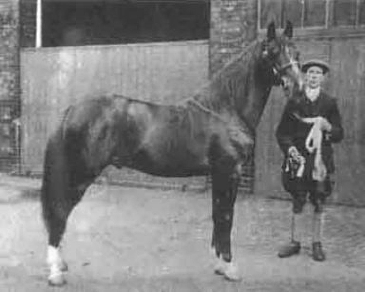 Deckhengst Berk 1903 ox (Vollblutaraber, 1903, von Seyal 1897 ox)
